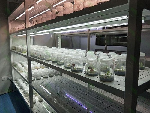 黄浦植物组织培养实验室设计建设方案